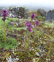 Pedicularis trichoglossa