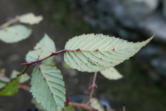 Rubus macilentus