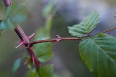 Rubus macilentus