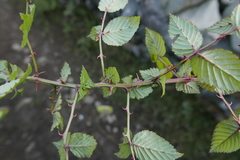 Rubus macilentus