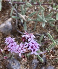 Stevia satureiifolia