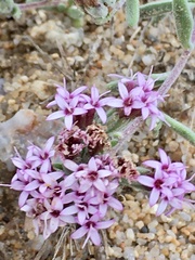 Stevia satureiifolia
