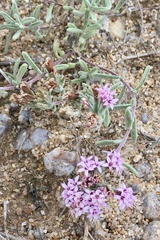 Stevia satureiifolia