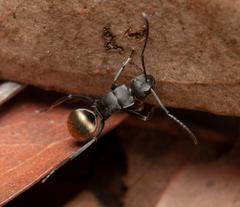 Polyrhachis tubifera