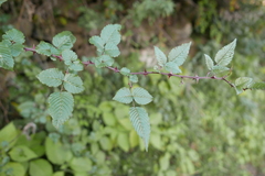 Rubus macilentus