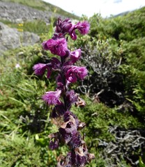 Pedicularis trichoglossa