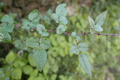Rubus macilentus