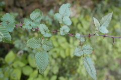 Rubus macilentus