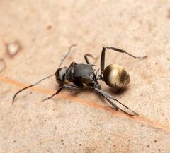Polyrhachis tubifera
