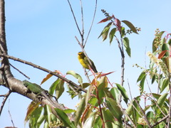 Sceloporus subpictus