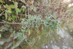 Artemisia dubia