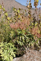 Pieris formosa