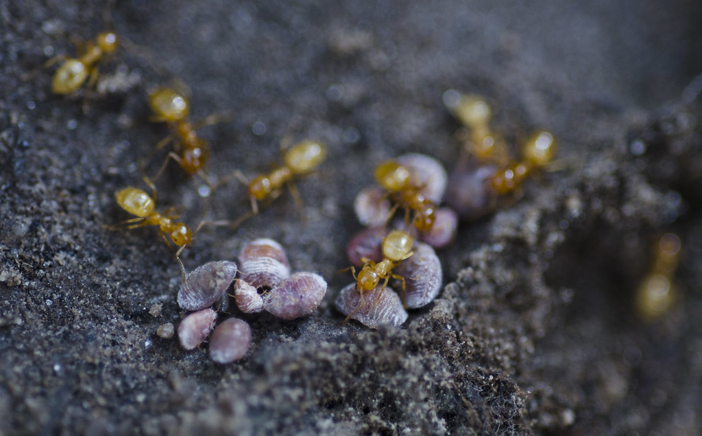 Lasius colei