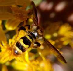 Xanthocampsomeris completa