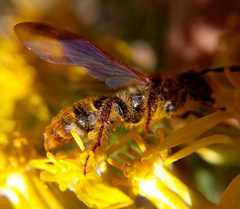 Xanthocampsomeris completa