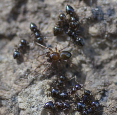 Phruronellus