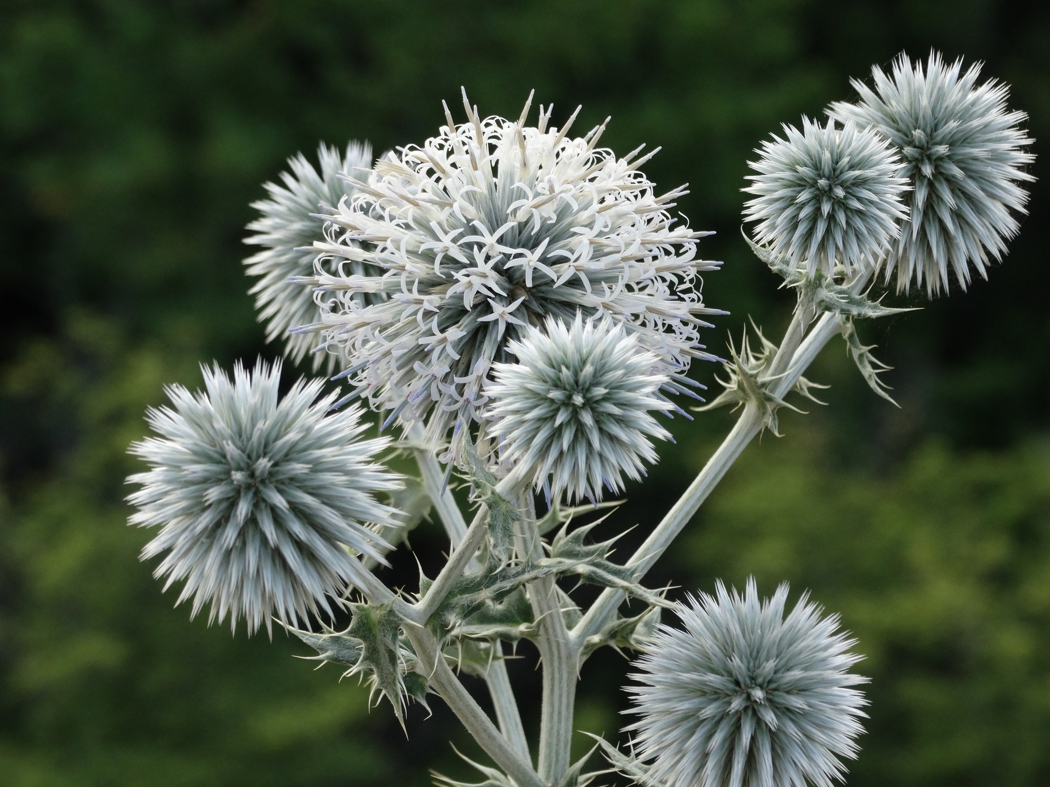 Echinops albidus