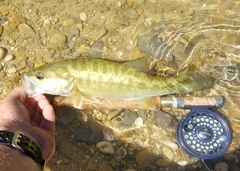 Micropterus treculii