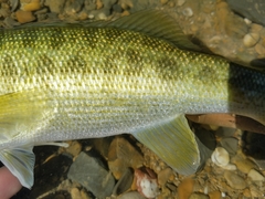 Micropterus treculii