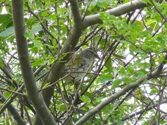 Arremonops conirostris