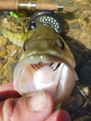 Micropterus treculii