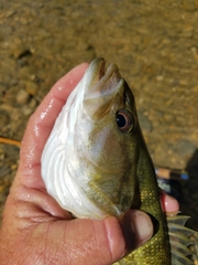 Micropterus treculii