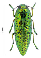 Lampetis punctatissima