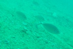 Pseudocaranx