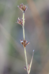 Scleria verticillata