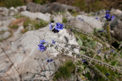 Cynoglossum wallichii
