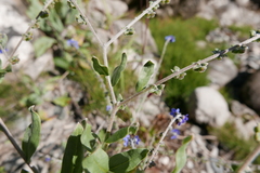 Cynoglossum wallichii