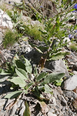 Cynoglossum wallichii