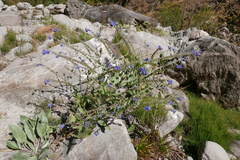 Cynoglossum wallichii