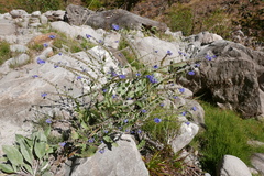 Cynoglossum wallichii