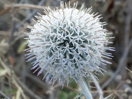 Image of Echinops Albidus (Echinops albidus) by (c) Kostas Zontanos, some rights reserved (CC BY)
