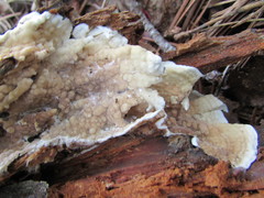 Dacryobolus karstenii