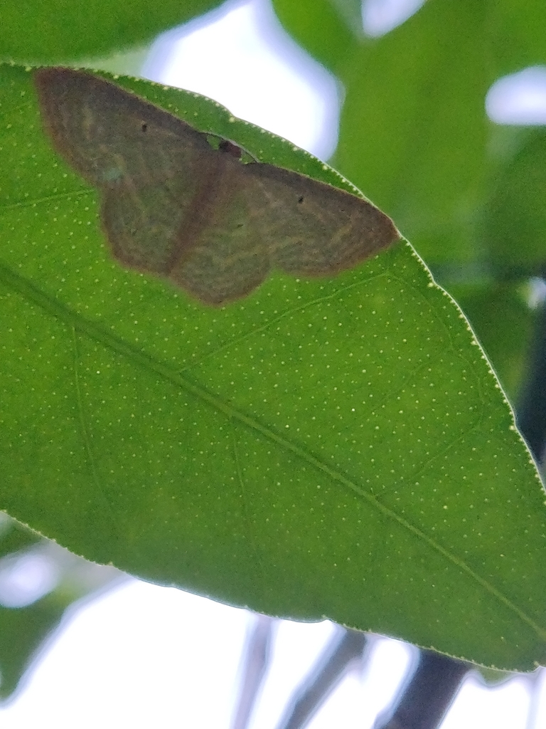 Eois marcearia