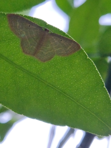 Eois marcearia