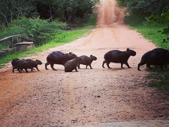 Hydrochoerus hydrochaeris