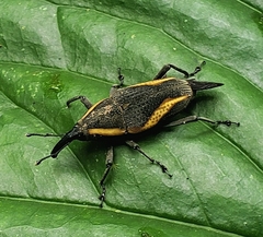 Cactophagus amoenus