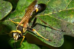 Sceliphron asiaticum