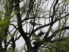 Stigmatura budytoides