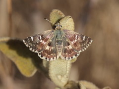 Muschampia proto