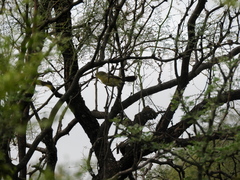 Stigmatura budytoides