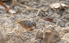 Mirafra erythrocephala