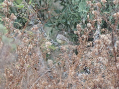 Stigmatura budytoides