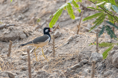 Vanellus indicus atronuchalis