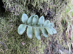 Polypodium scouleri