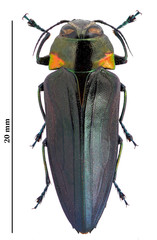 Belionota prasina