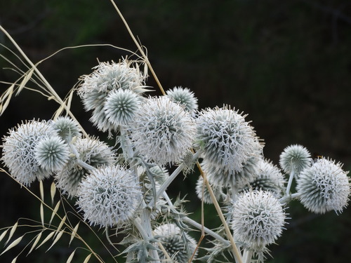 Image of Echinops Albidus (Echinops albidus) by (c) Kostas Zontanos, some rights reserved (CC BY)